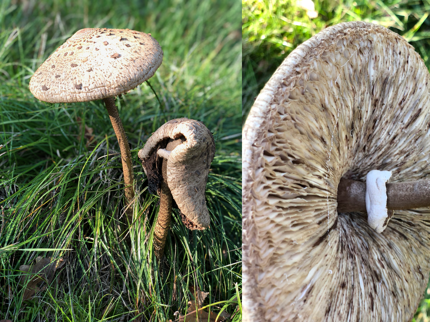 De grote parasolzwam